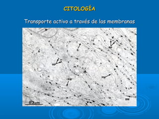 CITOLOGÍACITOLOGÍA
Transporte activo a través de las membranasTransporte activo a través de las membranas
 