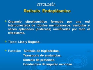 CITOLOGÍACITOLOGÍA
Retículo EndoplásmicoRetículo Endoplásmico
 Organelo citoplasmático formado por una redOrganelo citoplasmático formado por una red
interconectada de túbulos membranosos, vesículas yinterconectada de túbulos membranosos, vesículas y
sacos aplanados (cisternas) ramificadas por todo elsacos aplanados (cisternas) ramificadas por todo el
citoplasma.citoplasma.
 Tipos:Tipos: Liso y Rugoso.Liso y Rugoso.
 Función:Función: Síntesis de triglicéridos.Síntesis de triglicéridos.
Transporte de sustancias.Transporte de sustancias.
Síntesis de proteínas.Síntesis de proteínas.
Conducción de impulso nerviosoConducción de impulso nervioso..
 