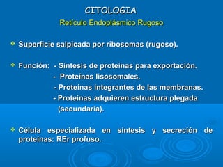CITOLOGIACITOLOGIA
Retículo Endoplásmico RugosoRetículo Endoplásmico Rugoso
 Superficie salpicada por ribosomas (rugoso).Superficie salpicada por ribosomas (rugoso).
 Función: - Síntesis de proteínas para exportación.Función: - Síntesis de proteínas para exportación.
- Proteínas lisosomales.- Proteínas lisosomales.
- Proteínas integrantes de las membranas.- Proteínas integrantes de las membranas.
- Proteínas adquieren estructura plegada- Proteínas adquieren estructura plegada
(secundaria).(secundaria).
 Célula especializada en síntesis y secreción deCélula especializada en síntesis y secreción de
proteínas: REr profuso.proteínas: REr profuso.
 