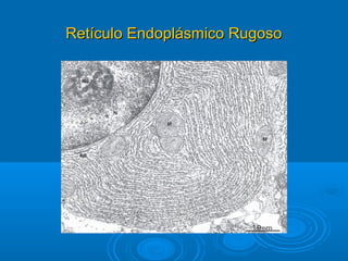 Retículo Endoplásmico RugosoRetículo Endoplásmico Rugoso
 