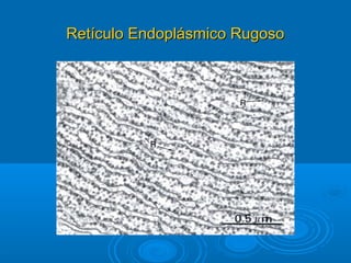 Retículo Endoplásmico RugosoRetículo Endoplásmico Rugoso
 