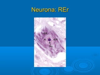 Neurona: RErNeurona: REr
 