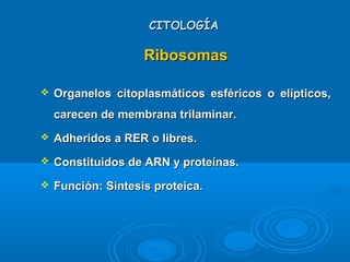 CITOLOGÍACITOLOGÍA
RibosomasRibosomas
 Organelos citoplasmáticos esféricos o elípticos,Organelos citoplasmáticos esféricos o elípticos,
carecen de membrana trilaminar.carecen de membrana trilaminar.
 Adheridos a RER o libres.Adheridos a RER o libres.
 Constituidos de ARN y proteínas.Constituidos de ARN y proteínas.
 Función: Síntesis proteica.Función: Síntesis proteica.
 