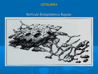CITOLOGÍACITOLOGÍA
Retículo Endoplásmico RugosoRetículo Endoplásmico Rugoso
 