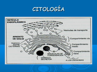 CITOLOGÍACITOLOGÍA
 