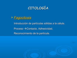 CITOLOGÍACITOLOGÍA
 FagocitosisFagocitosis
Introducción de partículas sólidas a la célula.Introducción de partículas sólidas a la célula.
ProcesoProceso Contacto, Adhesividad,Contacto, Adhesividad,
Reconocimiento de la partícula.Reconocimiento de la partícula.
 