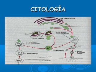 CITOLOGÍACITOLOGÍA
 