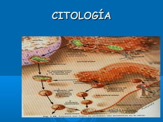 CITOLOGÍACITOLOGÍA
 