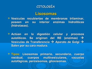 CITOLOGÍACITOLOGÍA
LisosomasLisosomas
 Vesículas recubiertas de membranas trilaminar,Vesículas recubiertas de membranas trilaminar,
poseen en su interior enzimas hidrolíticasposeen en su interior enzimas hidrolíticas
(hidrolasas).(hidrolasas).
 Actúan en la digestión celular y procesosActúan en la digestión celular y procesos
autolíticos. Se originan del RE (enzimas)autolíticos. Se originan del RE (enzimas) 
Vesículas de TransferenciaVesículas de Transferencia  Aparato de GolgiAparato de Golgi 
Salen por su cara madura.Salen por su cara madura.
 Tipos:Tipos: Lisosomas primario, secundario, cuerpoLisosomas primario, secundario, cuerpo
residual, cuerpos multivesiculares, vacuolasresidual, cuerpos multivesiculares, vacuolas
autofágicas, peroxisomas, glioxisomas.autofágicas, peroxisomas, glioxisomas.
 