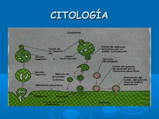 CITOLOGÍACITOLOGÍA
 
