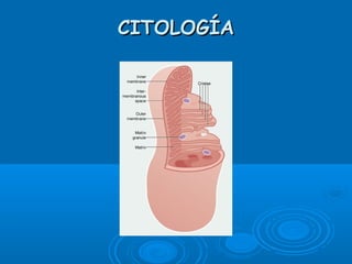 CITOLOGÍACITOLOGÍA
 