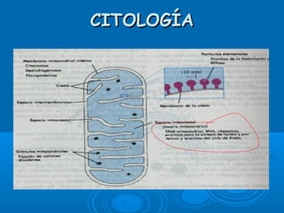 CITOLOGÍACITOLOGÍA
 
