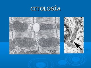 CITOLOGÍACITOLOGÍA
 