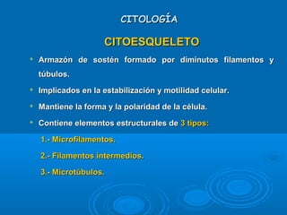 CITOLOGÍACITOLOGÍA
CITOESQUELETOCITOESQUELETO

Armazón de sostén formado por diminutos filamentos yArmazón de sostén formado por diminutos filamentos y
túbulos.túbulos.

Implicados en la estabilización y motilidad celular.Implicados en la estabilización y motilidad celular.

Mantiene la forma y la polaridad de la célula.Mantiene la forma y la polaridad de la célula.

Contiene elementos estructurales deContiene elementos estructurales de 3 tipos:3 tipos:
1.- Microfilamentos.1.- Microfilamentos.
2.- Filamentos intermedios.2.- Filamentos intermedios.
3.- Microtúbulos.3.- Microtúbulos.
 