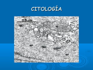 CITOLOGÍACITOLOGÍA
 