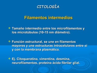 CITOLOGÍACITOLOGÍA
Filamentos intermediosFilamentos intermedios
 Tamaño intermedio entre los microfilamentos yTamaño intermedio entre los microfilamentos y
los microtúbulos (10-15 nm diámetro).los microtúbulos (10-15 nm diámetro).
 Función estructural, se une en filamentosFunción estructural, se une en filamentos
mayores y une estructuras intracelulares entre símayores y une estructuras intracelulares entre sí
y con la membrana plasmática.y con la membrana plasmática.
 Ej. Citoqueratina, vimentina, desmina,Ej. Citoqueratina, vimentina, desmina,
neurofilamentos, proteína ácida fibrilar glial.neurofilamentos, proteína ácida fibrilar glial.
 