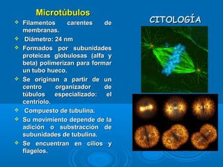 CITOLOGÍACITOLOGÍA
MicrotúbulosMicrotúbulos
 Filamentos carentes deFilamentos carentes de
membranas.membranas.
 Diámetro: 24 nmDiámetro: 24 nm
 Formados por subunidadesFormados por subunidades
proteicas globulosas (alfa yproteicas globulosas (alfa y
beta) polimerizan para formarbeta) polimerizan para formar
un tubo hueco.un tubo hueco.
 Se originan a partir de unSe originan a partir de un
centro organizador decentro organizador de
túbulos especializado: eltúbulos especializado: el
centriolo.centriolo.
 Compuesto de tubulina.Compuesto de tubulina.
 Su movimiento depende de laSu movimiento depende de la
adición o substracción deadición o substracción de
subunidades de tubulina.subunidades de tubulina.
 Se encuentran en cilios ySe encuentran en cilios y
flagelos.flagelos.
 