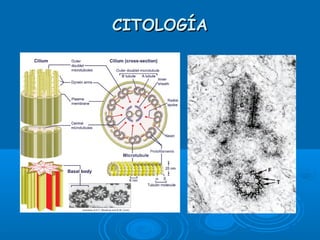 CITOLOGÍACITOLOGÍA
 