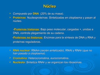 NúcleoNúcleo
 Compuesto porCompuesto por DNADNA (20% de su masa).(20% de su masa).
 ProteínasProteínas:: NucleoproteínasNucleoproteínas: Sintetizadas en citoplasma y pasan al: Sintetizadas en citoplasma y pasan al
núcleo.núcleo.
­­Proteínas histonas:Proteínas histonas: Bajo peso molecular, cargadas +, unidas aBajo peso molecular, cargadas +, unidas a
DNA, controla plegamiento de su cadena.DNA, controla plegamiento de su cadena.
­­Proteínas no histonas:Proteínas no histonas: Enzimas para la síntesis de DNA y RNA yEnzimas para la síntesis de DNA y RNA y
proteínas reguladorasproteínas reguladoras..
 RNA nuclear:RNA nuclear: RNAm (recién sintetizado), RNAt y RNAr (que noRNAm (recién sintetizado), RNAt y RNAr (que no
han pasado a citoplasma).han pasado a citoplasma).
 Cromatina:Cromatina: Heterocromatina, eurocromatinaHeterocromatina, eurocromatina..
 Nucléolo:Nucléolo: Sintetiza RNAr y se organizan los ribosomas.Sintetiza RNAr y se organizan los ribosomas.
 