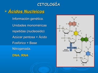 CITOLOGÍACITOLOGÍA
 Ácidos NucleicosÁcidos Nucleicos
­
Información genética.Información genética.
­
Unidades monoméricasUnidades monoméricas
repetidas (nucleosido)repetidas (nucleosido)
Azúcar pentosa + ÁcidoAzúcar pentosa + Ácido
Fosfórico + BaseFosfórico + Base
Nitrogenada.Nitrogenada.
­
DNA, RNADNA, RNA
 