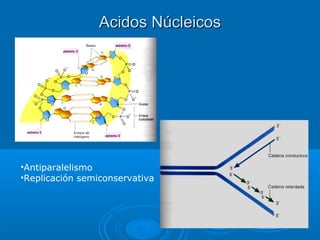 Acidos NúcleicosAcidos Núcleicos
•Antiparalelismo
•Replicación semiconservativa
 