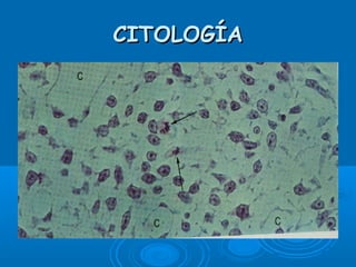 CITOLOGÍACITOLOGÍA
 