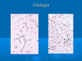 CitologíaCitología
 