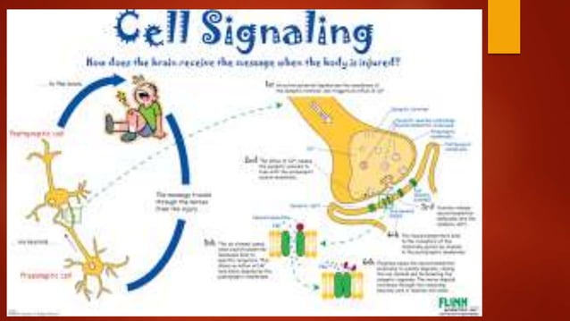 TYPES OF CELL SIGNALING RECEPTORS | PPTX | Endocrine and Metabolic ...