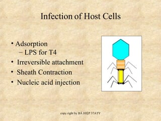 Infection of Host Cells Irreversible attachment Adsorption LPS for T4 Nucleic acid injection Sheath Contraction 