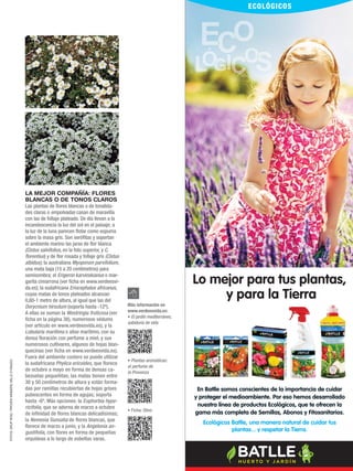 11
En Batlle somos conscientes de la importancia de cuidar
y proteger el medioambiente. Por eso hemos desarrollado
nuestra línea de productos Ecológicos, que te ofrecen la
gama más completa de Semillas, Abonos y Fitosanitarios.
Ecológicos Batlle, una manera natural de cuidar tus
plantas... y respetar la Tierra.
Lo mejor para tus plantas,
y para la Tierra
FOTOS:GRUPROIG/PROVENWINNERS;MILLED’ORAZIO
LA MEJOR COMPAÑÍA: FLORES
BLANCAS O DE TONOS CLAROS
Las plantas de ﬂores blancas o de tonalida-
des claras o empolvadas casan de maravilla
con las de follaje plateado. De día llevan a la
incandescencia la luz del sol en el paisaje; a
la luz de la luna parecen ﬂotar como espuma
sobre la masa gris. Son xeróﬁtas y soportan
el ambiente marino las jaras de ﬂor blanca
(Cistus salvifolius, en la foto superior, y C.
ﬂorentius) y de ﬂor rosada y follaje gris (Cistus
albidus); la australiana Myoporum parvifolium,
una mata baja (15 a 20 centímetros) para
semisombra; el Erigeron karvinskianus o mar-
garita cimarrona (ver ﬁcha en www.verdeesvi-
da.es); la sudafricana Eriocephalus africanus,
cuyas matas de tonos plateados alcanzan
0,80-1 metro de altura, al igual que las del
Dorycnium hirsutum (soporta hasta -12º).
A ellas se suman la Westringia fruticosa (ver
ﬁcha en la página 38), numerosos sédums
(ver artículo en www.verdeesvida.es), y la
Lobularia maritima o aliso marítimo, con su
densa ﬂoración con perfume a miel, y sus
numerosos cultivares, algunos de hojas blan-
quecinas (ver ﬁcha en www.verdeesvida.es).
Fuera del ambiente costero se puede utilizar
la sudafricana Phylica ericoides, que ﬂorece
de octubre a mayo en forma de densas ca-
bezuelas pequeñitas; las matas tienen entre
30 y 50 centímetros de altura y están forma-
das por ramillas recubiertas de hojas grises
pubescentes en forma de agujas; soporta
hasta -6º. Más opciones: la Euphorbia hype-
ricifolia, que se adorna de marzo a octubre
de inﬁnidad de ﬂores blancas delicadísimas;
la Nemesia Sunsatia de ﬂores blancas, que
ﬂorece de marzo a junio, y la Angelonia an-
gustifolia, con ﬂores en forma de pequeñas
orquídeas a lo largo de esbeltas varas.
• Plantas aromáticas:
el perfume de
la Provenza
Más información en
www.verdeesvida.es:
• El jardín mediterráneo,
sabiduría de vida
• Ficha: Olivo
 