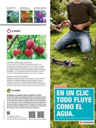 FOTOS:MARÍALOSSEAU;TANAKAWHO;ADAR.QUE
Mediterráneo
Bignonia grandiflora
Zona atlántica
Agapanto
Andalucía, Canarias
Tibouchina urvilleana
Prepara la pradera para resistir el calor
Dejar la hierba más larga impedirá que amarillee por efecto del sol fuerte y
elcalor,asíqueelevaunpocolacuchilla.Esclavequenolefalteelriegodia-
rio.Consulta¿Cómoconseguiruncéspeddefoto?enwww.verdeesvida.es.
Si vas a ausentarte, pasa el cortacésped antes de irte, dejando dos
tercios de la altura: así aguantará mejor el efecto del sol durante un par
de semanas. Pásale el rodillo de púas o escarificador para que absorba
bien el agua, y revisa el sistema de riego y los aspersores.
EL CÉSPED
WWW.GARDENA.ES
EN UN CLIC
TODO FLUYE
COMO EL
AGUA.Original GARDENA System: su instalación de riego conectada en un simple clic.
¡Tienes mucho que cosechar!
Tu huerto está en el momento más productivo del año. Los
ciruelos están cargados de dulces frutos (en la foto), y también
los melocotoneros y albaricoqueros. En los bancales maduran
las sandías, melones, tomates, calabacines, cebollas, pimientos,
berenjenas... Si has aplicado productos fitosanitarios respeta el
periodo de seguridad antes de consumir los frutos y hortalizas.
Inicia el huerto de otoño
Ha llegado el momento de iniciar las siembras del huerto de otoño:
brócoli, col, lombarda, coliflor, escarola, lechuga de invierno,
remolacha... además de zanahoria, acelga, espinaca, nabo, que
pueden sembrarse todo el año. Consulta El suculento huerto del frío
en Verde es Vida nº68 (hemeroteca online de www.verdeesvida.es).
EL HUERTO
MILLED’ORAZIO
Agenda de agostoAgenda de julio
En la Agenda del Jardín de
www.verdeesvida.es hallarás más con-
sejos sobre las tareas de julio y agosto.
 