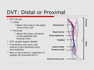 DVT: Distal or Proximal 
 DVT can be: 
 Distal 
 Below the knee in the deep 
veins of the calf 
 Proximal 
 Above the knee, primarily 
in the popliteal and 
femoral veins 
 DVT usually begins distally 
 A thrombus may grow and 
extend to the proximal veins 
and embolize1 
 Risk of recurrence or extension is 
greater for proximal DVT’s 2 
External iliac 
Deep femoral 
Great saphenous 
Popliteal 
Anterior tibial 
Posterior tibial 
Dorsal venous arch 
Distal Proximal 
 