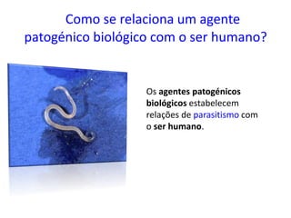 Como se relaciona um agente
patogénico biológico com o ser humano?
Os agentes patogénicos
biológicos estabelecem
relações de parasitismo com
o ser humano.
 