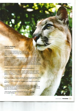 VÍTIMAS DOS MOTORISTAS