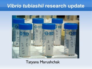 Vibrio tubiashii  research update Tatyana Marushchak 