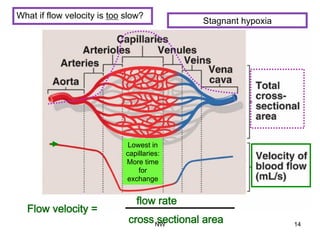 Flow velocity =
flow rate
cross sectional area
Lowest in
capillaries:
More time
for
exchange
What if flow velocity is too slow?
Stagnant hypoxia
NW 14
 