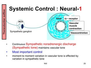 Systemic Control : Neural-1
•  Continuous Sympathetic noradrenergic discharge
(Sympathetic tone) maintains vascular tone
•  Most important control
•  moment to moment variation in vascular tone is effected by
variation in sympathetic tone
ACh
NAdr  receptor
Vascular
muscle
contraction
Vasocontriction
Thoracolumbaroutflow
Sympathetic ganglion
NW 29
 