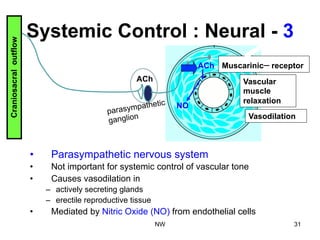 Systemic Control : Neural - 3
•  Parasympathetic nervous system
•  Not important for systemic control of vascular tone
•  Causes vasodilation in
–  actively secreting glands
–  erectile reproductive tissue
•  Mediated by Nitric Oxide (NO) from endothelial cells
ACh
ACh Muscarinic receptor
Vascular
muscle
relaxation
Vasodilation
NO
parasympathetic
ganglion
Craniosacraloutflow
NW 31
 