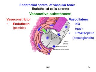 Vasoconstrictor
•  Endothelin
(peptide)
Vasodilators
•  NO
(gas)
•  Prostacyclin
(prostaglandin)
Endothelial control of vascular tone:
Endothelial cells secrete
Vasoactive substances:
NW 34
 