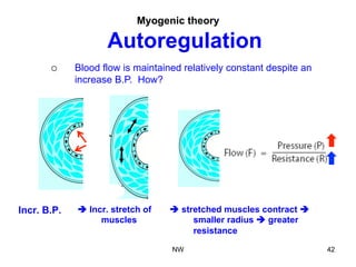Myogenic theory
Autoregulation
Incr. B.P. è Incr. stretch of
muscles
¡  Blood flow is maintained relatively constant despite an
increase B.P. How?
è stretched muscles contract è
smaller radius è greater
resistance
NW 42
 