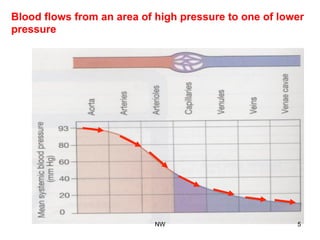 Blood flows from an area of high pressure to one of lower
pressure
NW 5
 