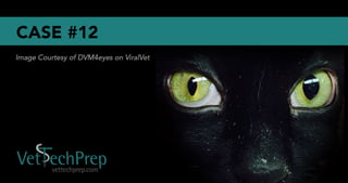 Vet Tech Prep Eye Challenge