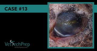 Vet Tech Prep Eye Challenge