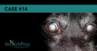 Vet Tech Prep Eye Challenge