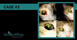 Vet Tech Prep Eye Challenge