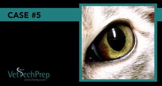 Vet Tech Prep Eye Challenge