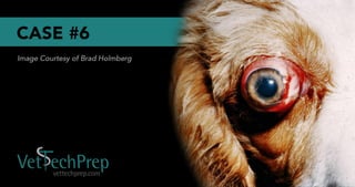 Vet Tech Prep Eye Challenge