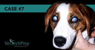 Vet Tech Prep Eye Challenge