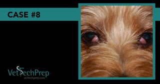 Vet Tech Prep Eye Challenge