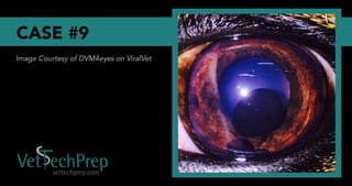 Vet Tech Prep Eye Challenge